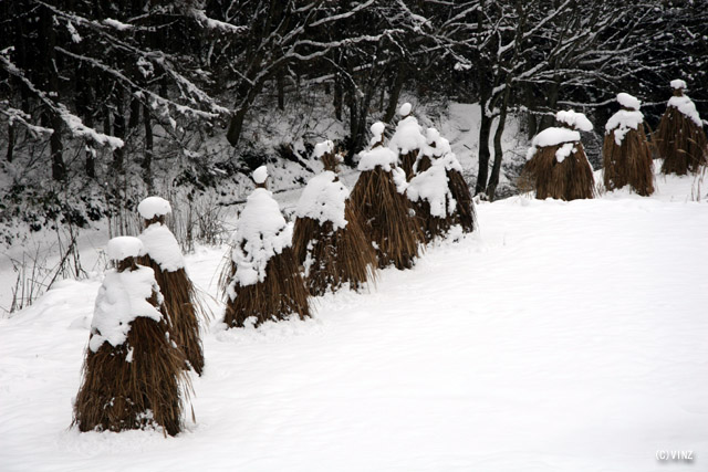雪景色 冬 長野 飯山 北竜湖周辺